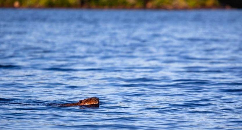 A beaver swims through blue lake water